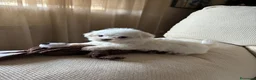Bichón Maltés perros en venta: Bichon Maltés toy  - Anuncio 3