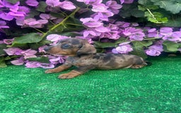 Teckel Miniatura perros en venta: teckel arlequin  - Imagen 2
