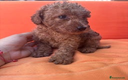 Caniche Enano perros en venta: Caniche enano pequeño  - Imagen 1