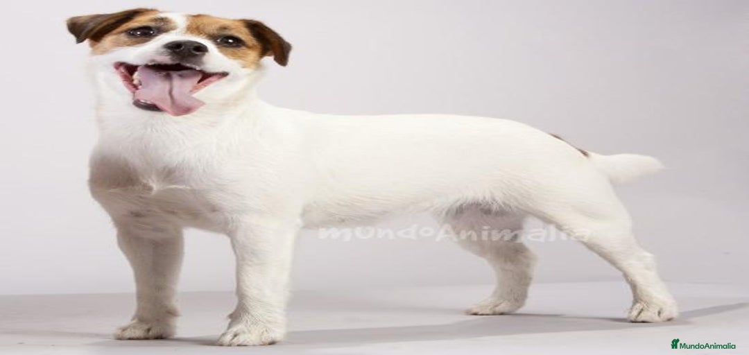 Imagen de galería {{count}}