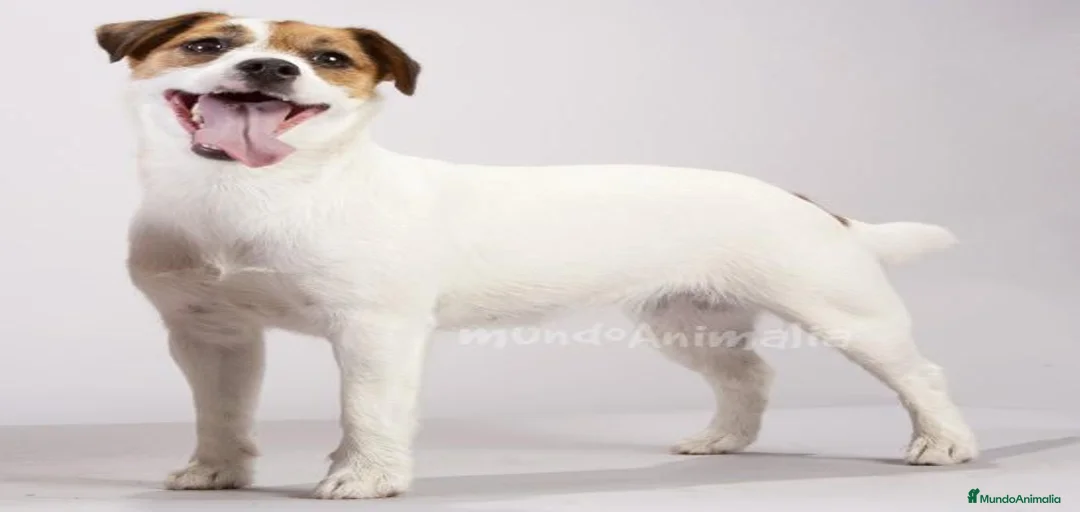 Imagen de galería {{count}}