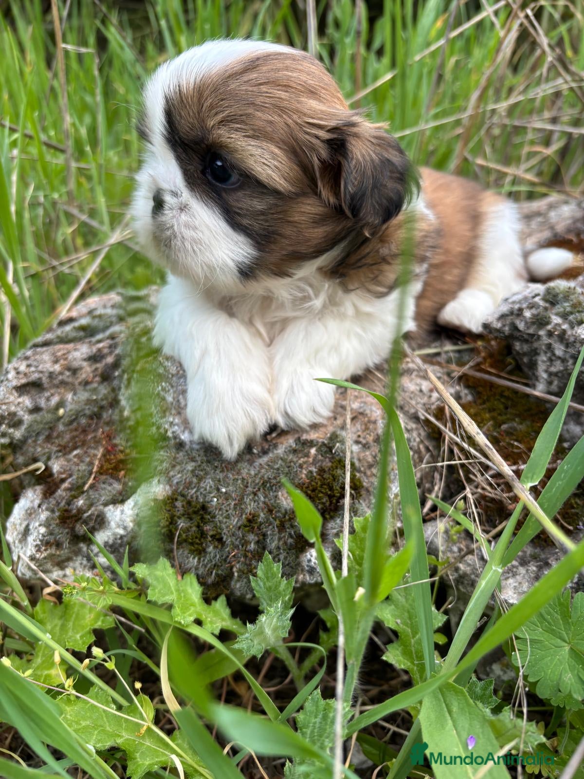 Shih Tzu perros en venta: Shit tzu machos y hembras listos para entregar. - Anuncio 5
