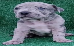 American Bully perros en venta: American Bully con Pedigree  - Anuncio 1