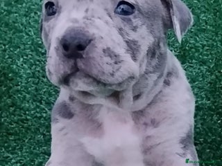 American Bully perros American Bully con Pedigree - Anuncio 1
