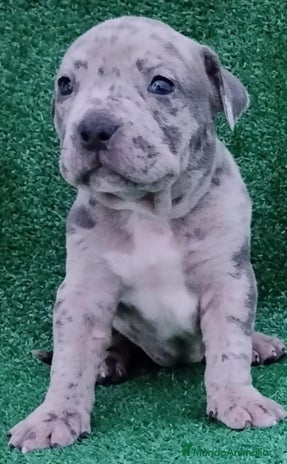 American Bully perros American Bully con Pedigree - Anuncio 1