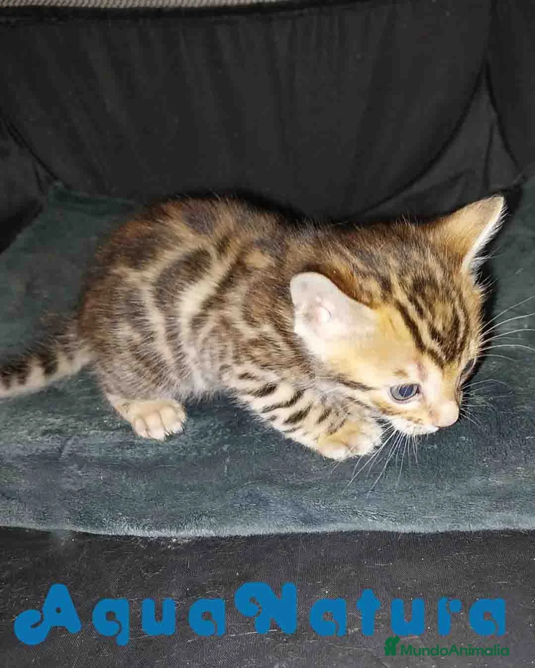 Bengalí gatos en venta: Camada gatitos Bengali - AQUANATURA en Barcelona - Anuncio 7
