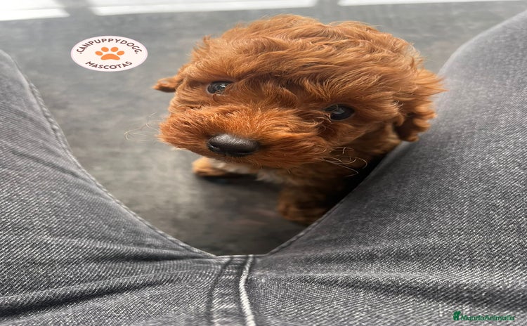 Caniche Toy perros - Propaganda 2