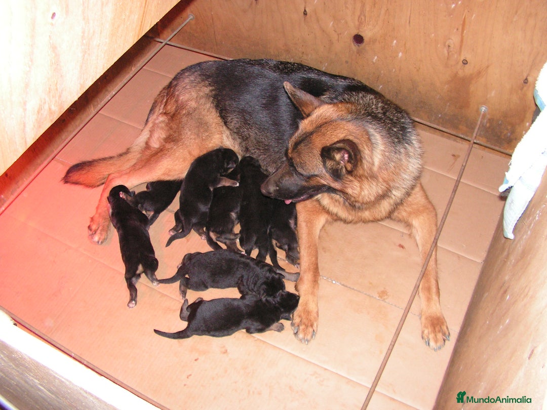 Pastor Alemán perros en venta: CACHORROS PASTOR ALEMÁN  - Anuncio 1