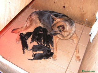 Pastor Alemán perros CACHORROS PASTOR ALEMÁN - Anuncio 1