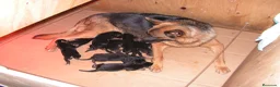Pastor Alemán perros en venta: CACHORROS PASTOR ALEMÁN  - Anuncio 6