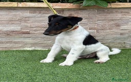 Fox Terrier de Pelo Duro perros en venta: Cachorros fox terrier smooth - Imagen 2