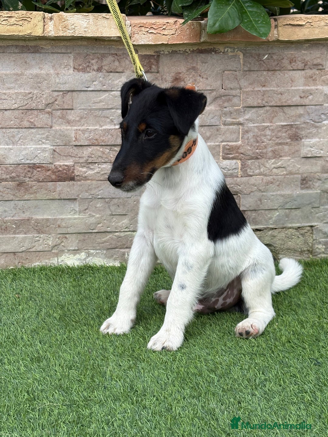 Fox Terrier de Pelo Duro perros en venta: Cachorros fox terrier smooth - Imagen 2