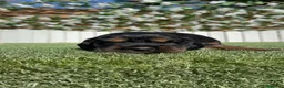 Cocker Spaniel Inglés perros en venta: COCKER SPANIEL INGLES - Anuncio 10