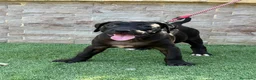 American Pit Bull Terrier perros en venta: Cachorra auténtica APBT - Anuncio 9