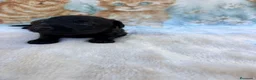 Raza Mixta perros en venta: Pootalian - Anuncio 4