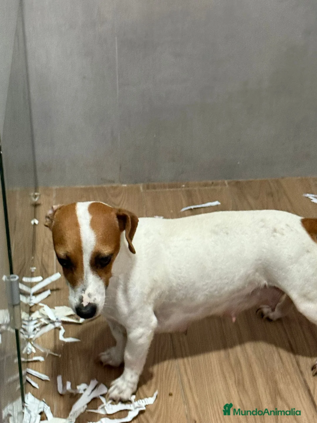 Jack Russell Terrier perros en venta: Cachorros Jack Russell bicolor patita corta  - Anuncio 9