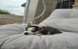 Husky Siberiano perros en venta: Husky siberiano ♀️♂️ DISPONIBLE  - Imagen 11