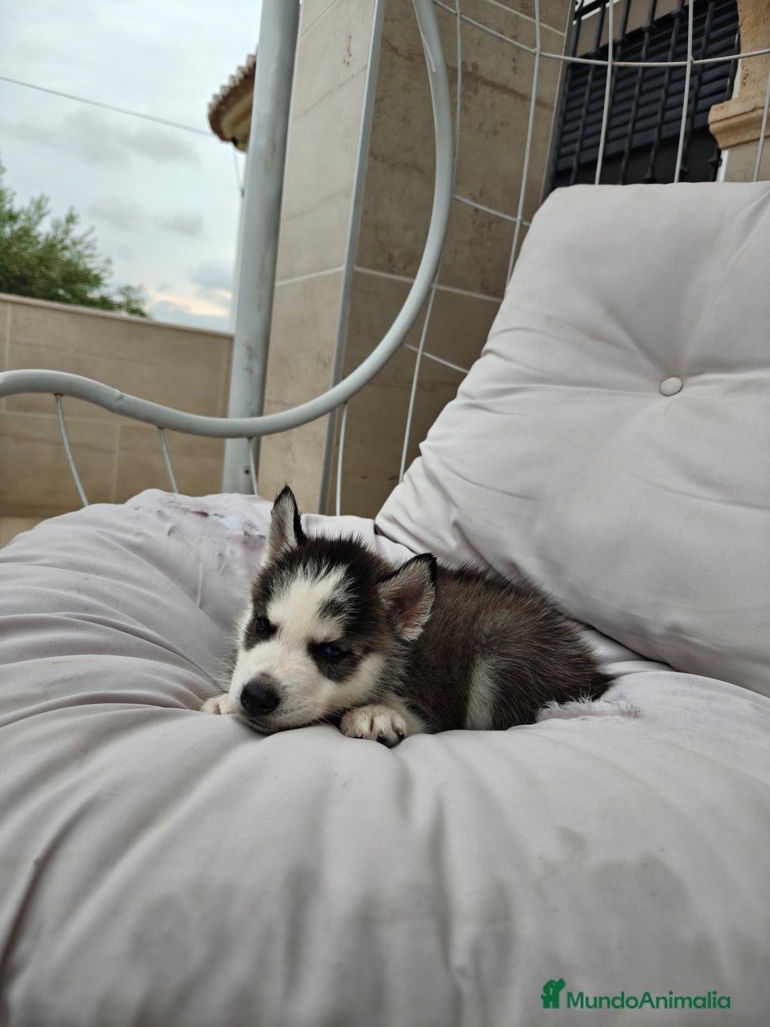 Husky Siberiano perros en venta: Husky siberiano ♀️♂️ DISPONIBLE  - Imagen 11
