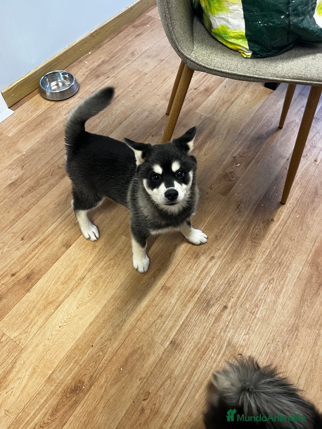 Pomsky perros en venta: Pomsky multigeneracional  - Anuncio 4