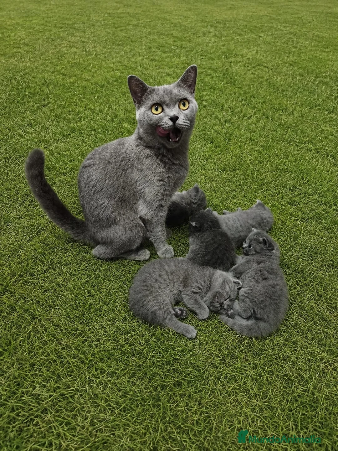 Británico de Pelo Corto Azul gatos en venta: British shorthair blue en Valencia - Anuncio 2