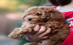 Caniche Toy perros en venta: Caniche toy - Imagen 4