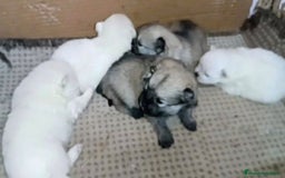 Pomerania perros en venta: MONERIAS DE HEMBRITAS POMERANIAS - Imagen 2