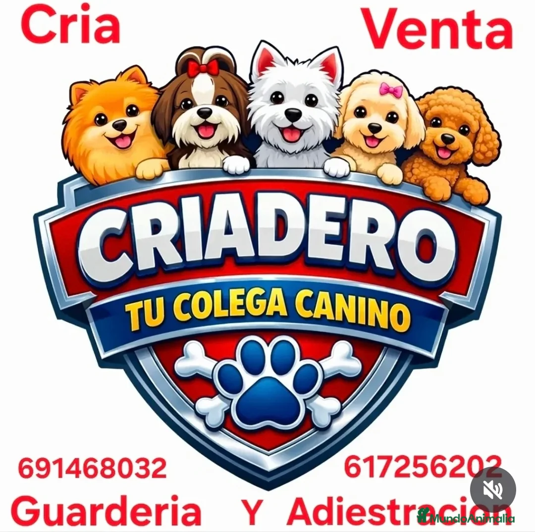 Pastor Belga Malinois perros en venta: Adistración - Anuncio 2
