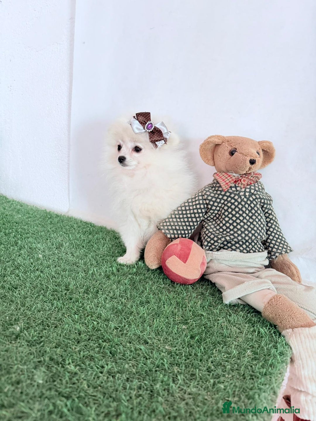 Pomerania perros en venta: Pomerania Mini  - Anuncio 1