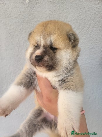 Shiba Inu perros - Anuncio 1