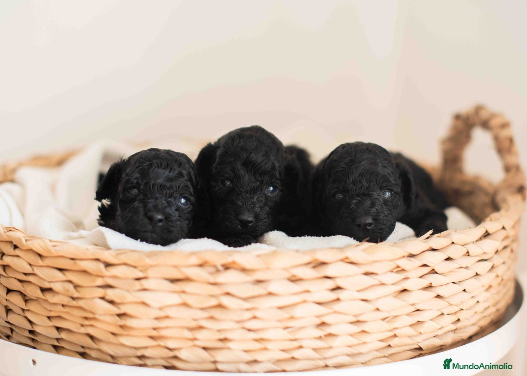 Caniche Toy perros en venta: Caniches toys negros - Anuncio 10