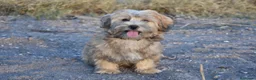 Morkie perros en venta: PRECIOSO MORKIE DISPONIBLE 🐻🤍 en Murcia - Anuncio 5