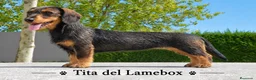 Teckel perros en venta: Camada de Teckel Standard de Pelo duro - Anuncio 12