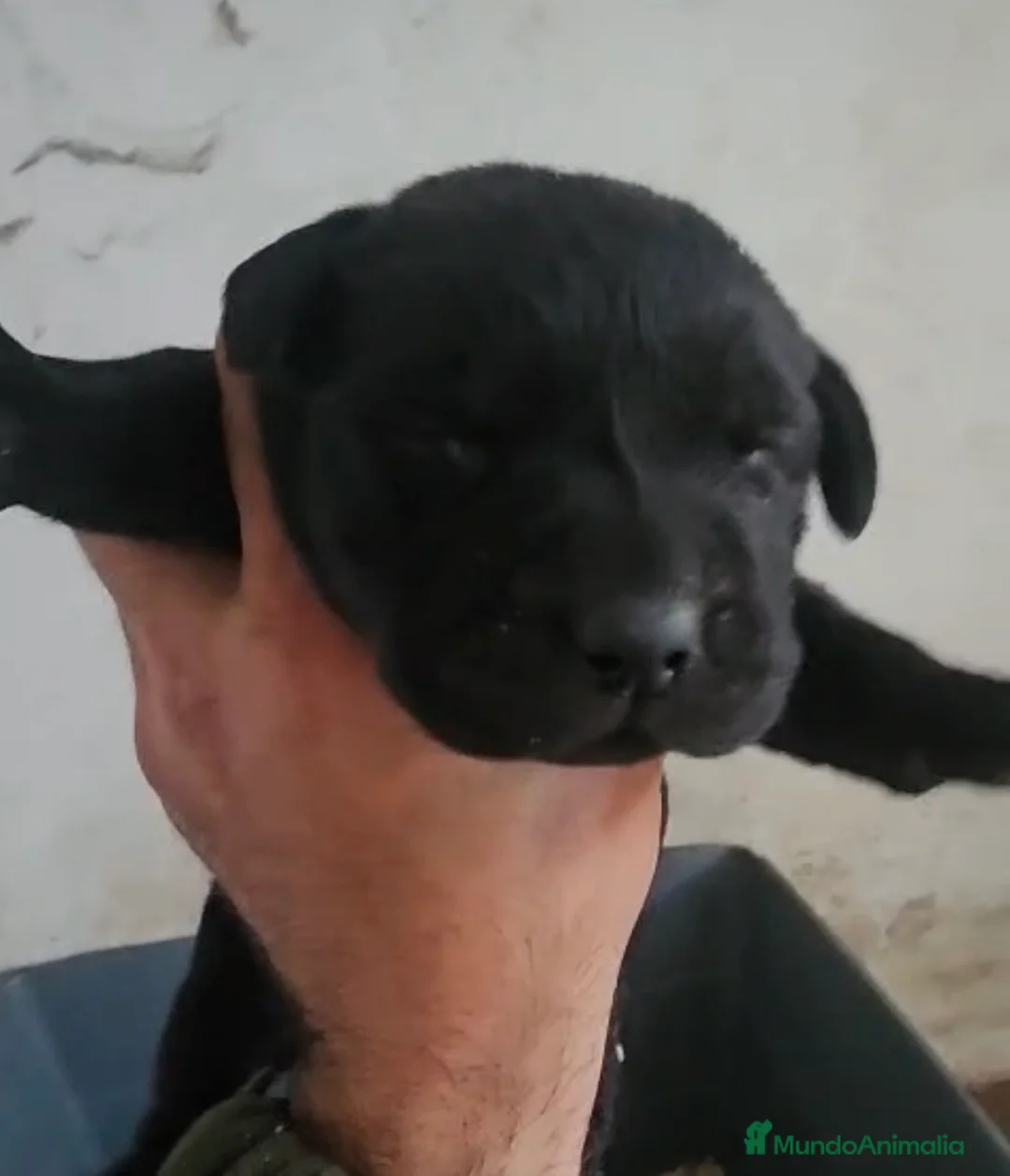 Labrador Retriever perros en venta: Espectacular camada de labradores retriever  en Sevilla - Anuncio 1