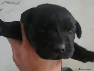 Labrador Retriever perros Espectacular camada de labradores retriever en Sevilla - Anuncio 1