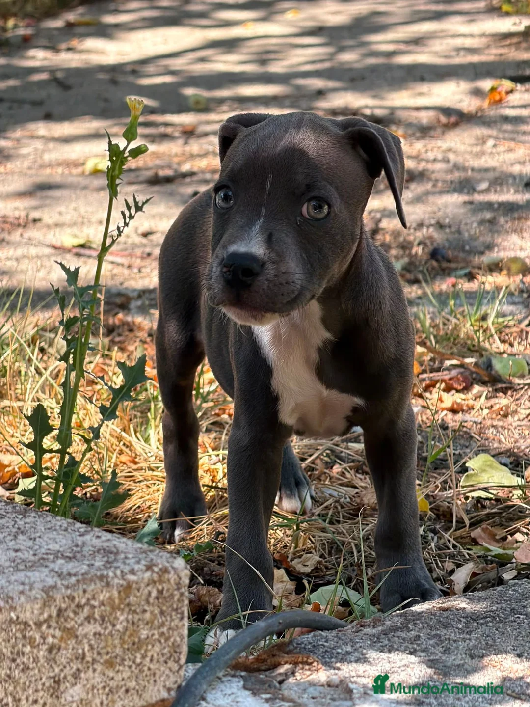 Staffordshire Bull Terrier perros en venta: Staffordshire Bull Terrier - Anuncio 3
