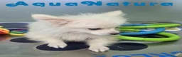 Pomerania perros en venta: Pomerania Macho de Japi y Pompom 8302 - Anuncio 8