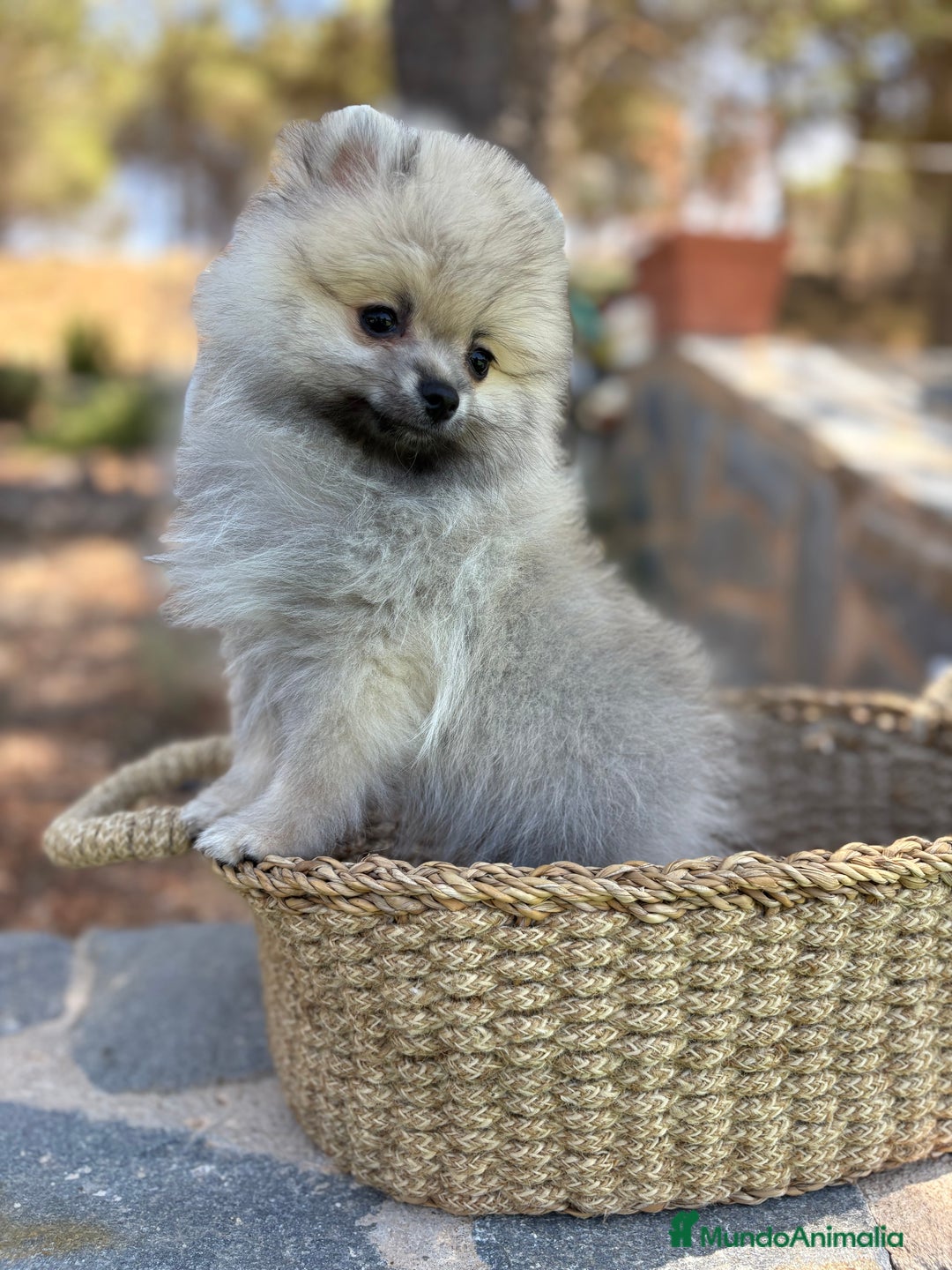 Pomerania perros en venta: Pomerania Macho sable para entregar  - Imagen 4
