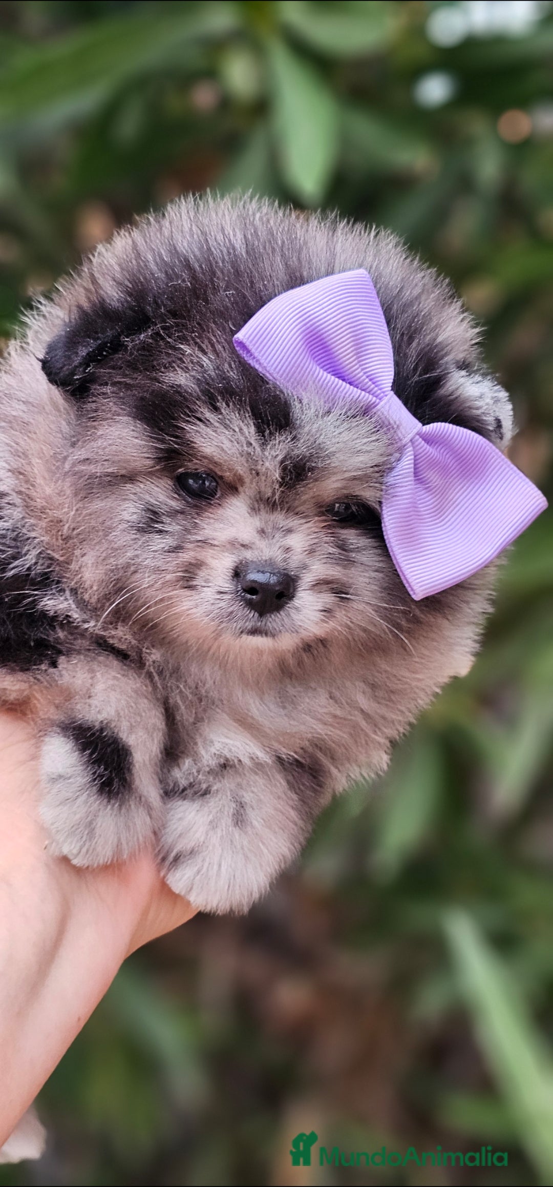Pomerania perros en venta: Precioso machito Merle 💝 - Imagen 2