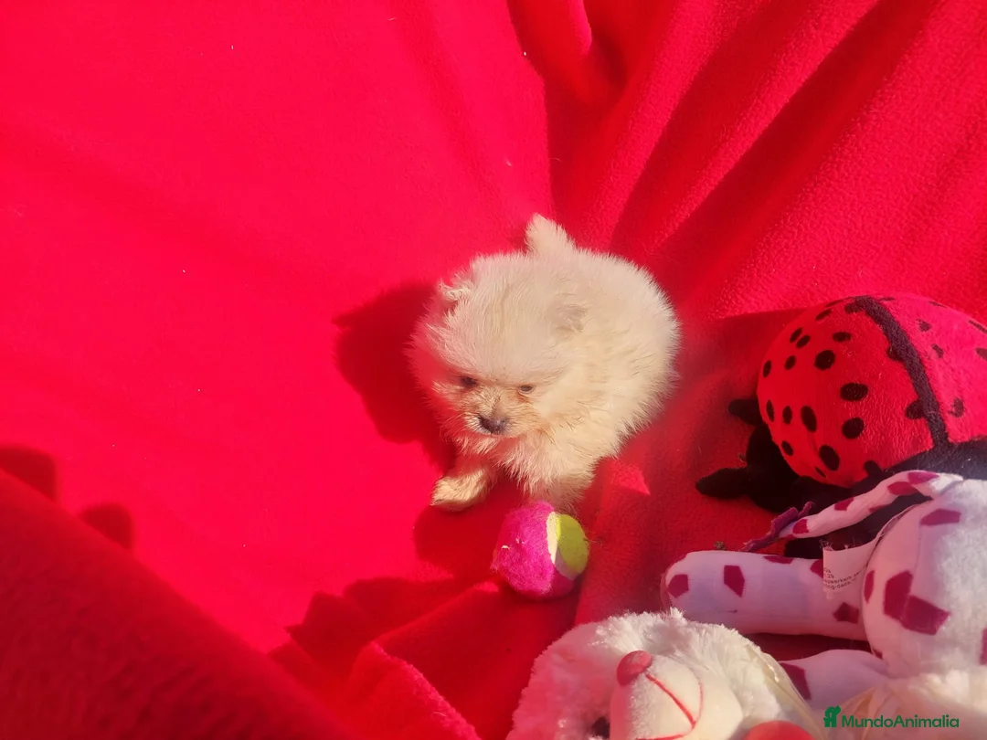 Pomerania perros en venta: LULUS POMERANEAS EXCLUSIVOS - Anuncio 2