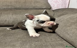 Bulldog Francés perros en venta: Bulldog Francés Macho - Imagen 6