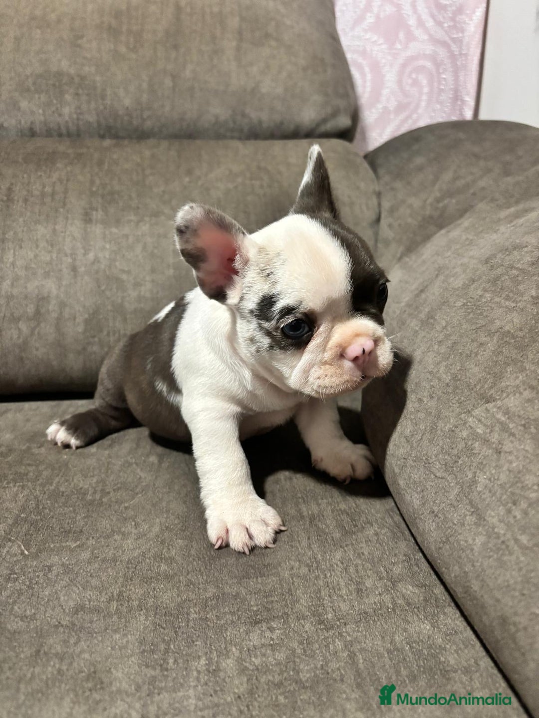 Bulldog Francés perros en venta: Bulldog Francés Macho - Imagen 6