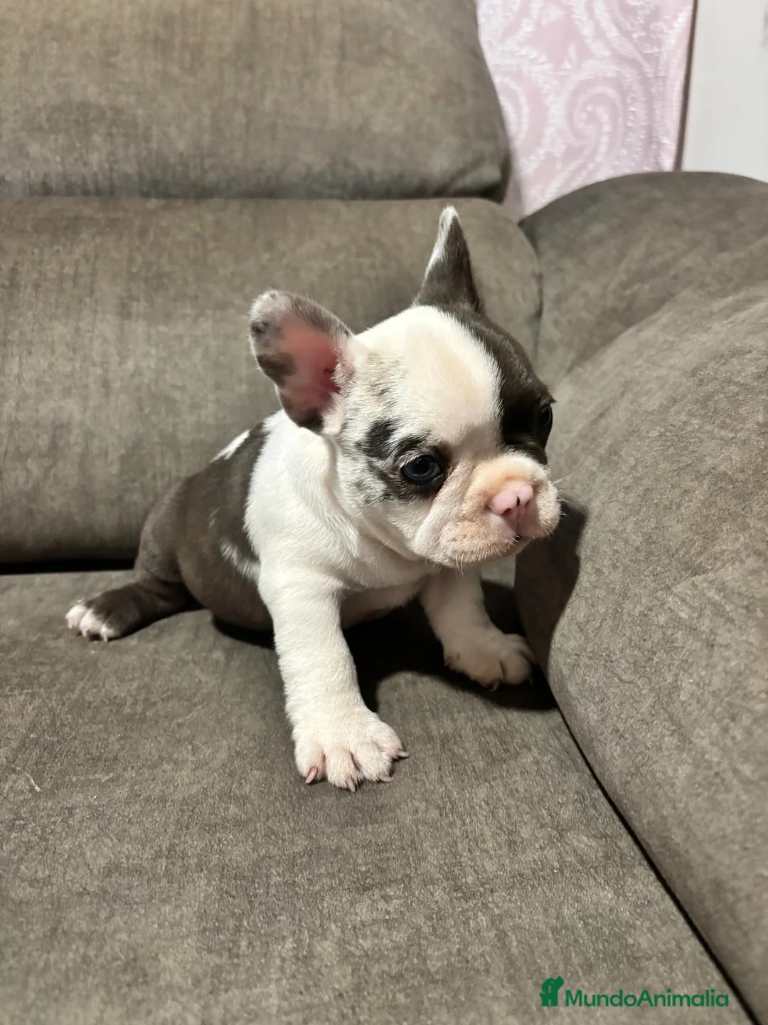Bulldog Francés perros en venta: Bulldog Francés Macho - Anuncio 6