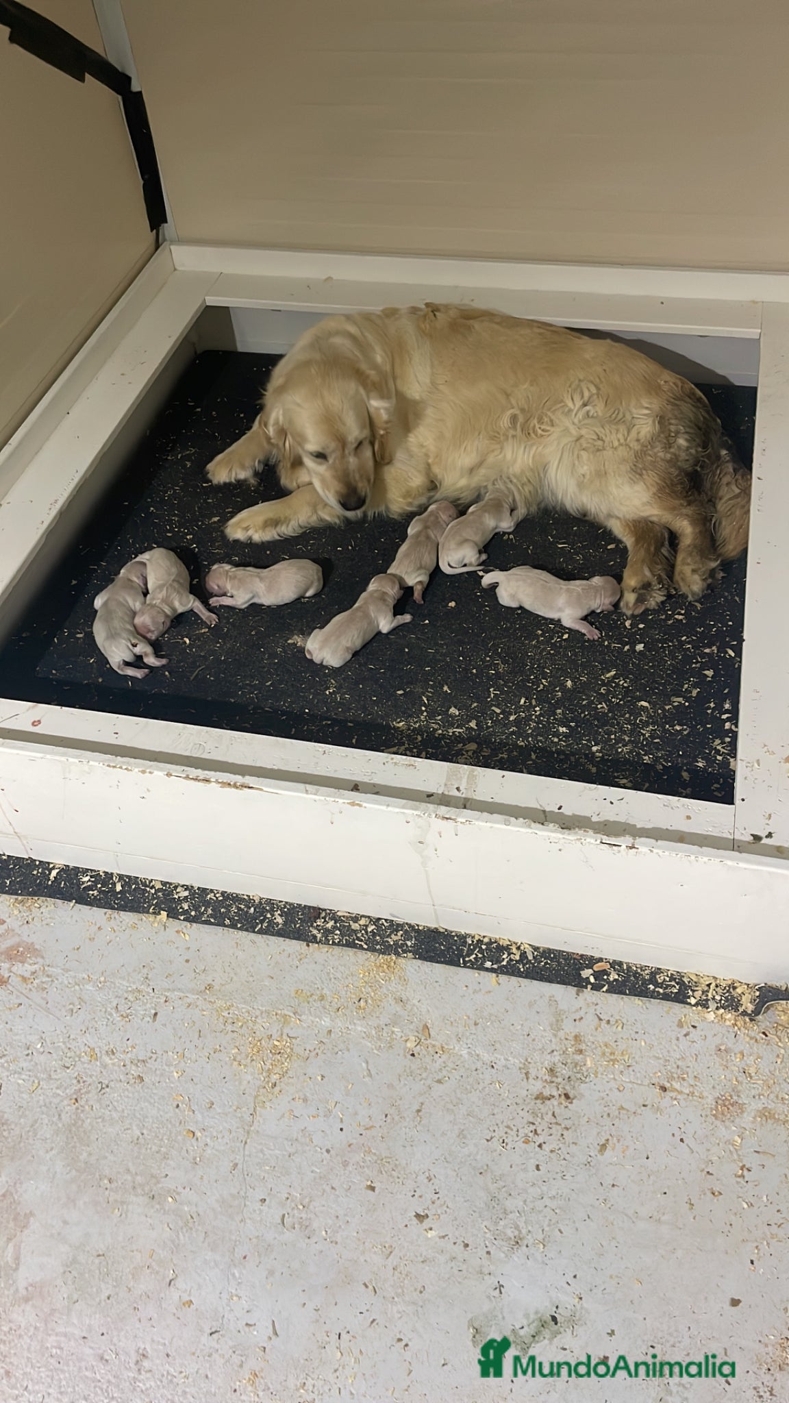 Golden Retriever perros en venta: Cachorros golden con pedigree  - Anuncio 3
