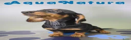 Teckel perros en venta: Teckel Hembra de Kily y Luisiño 8164 AQUANATURA - Anuncio 8