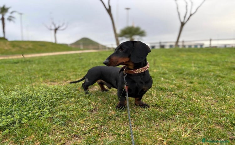 Teckel perros - Anuncio 1