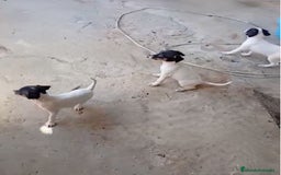 Ratonero Bodeguero Andaluz perros en venta: Bodegueros adaluces - Imagen 2