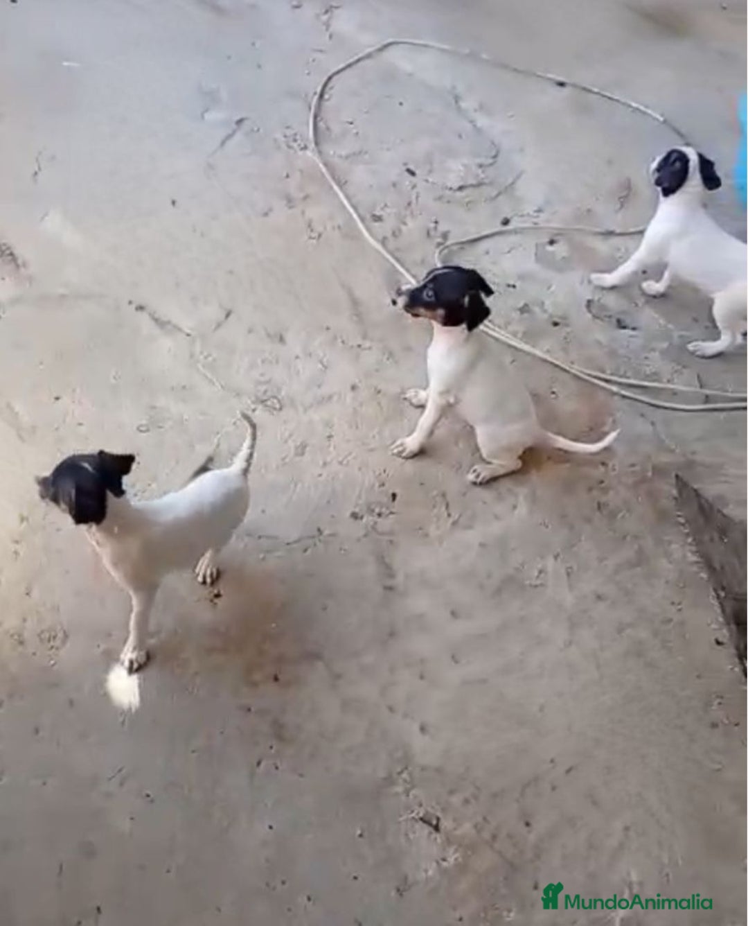 Ratonero Bodeguero Andaluz perros en venta: Bodegueros adaluces - Imagen 2
