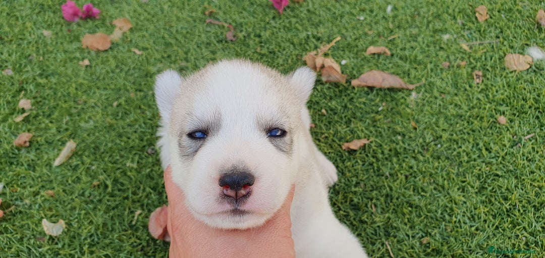 Husky Siberiano perros en venta: Cachorros Husky Siberiano  - Imagen 7