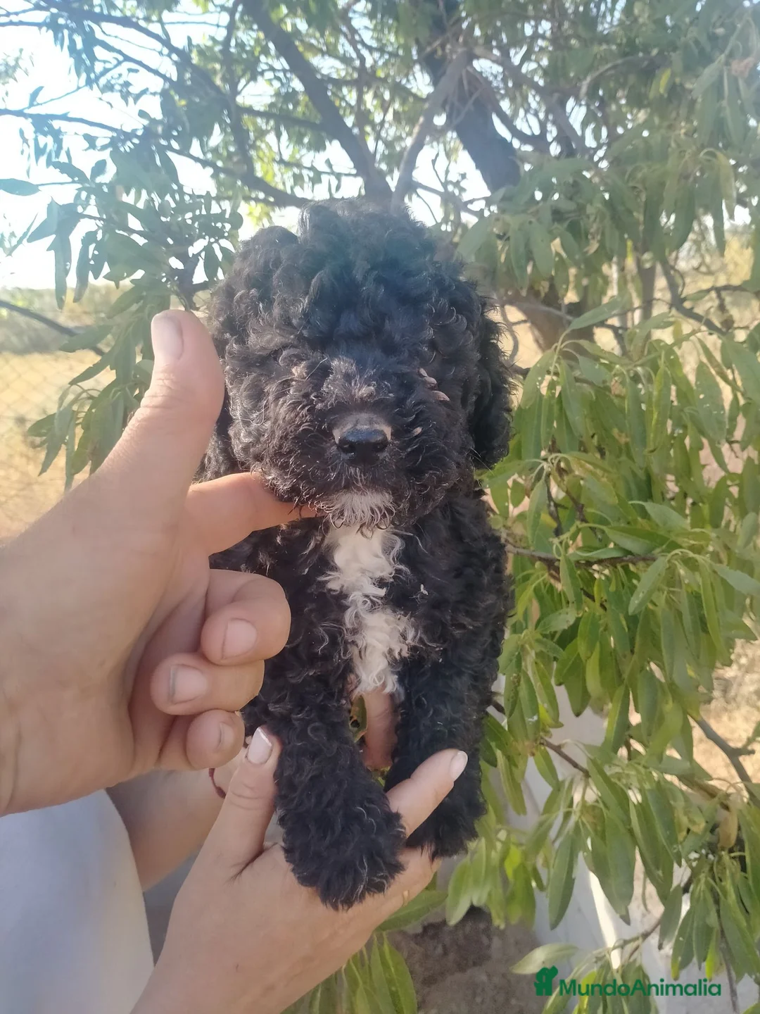 Perro de Agua Español perros en venta: Perros de agua - Anuncio 2