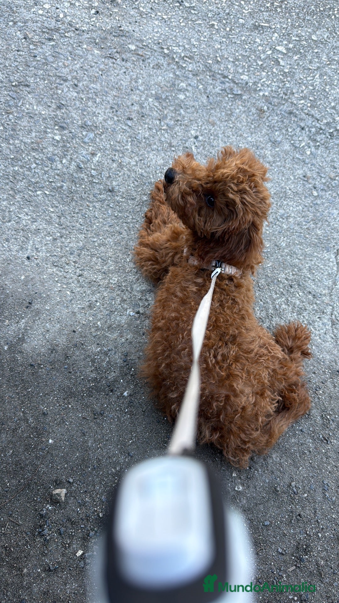 Caniche Toy perros Vendo este caniche toy - Anuncio 1